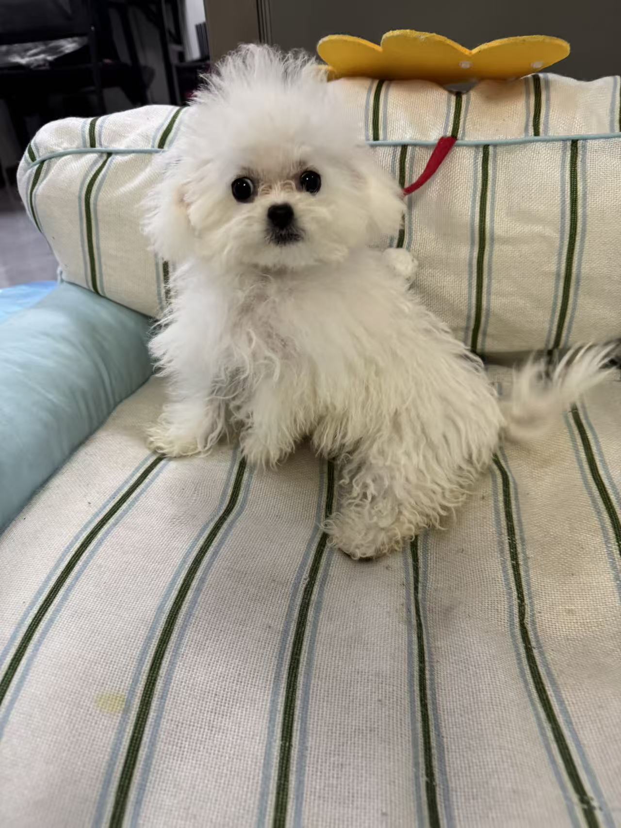 比熊